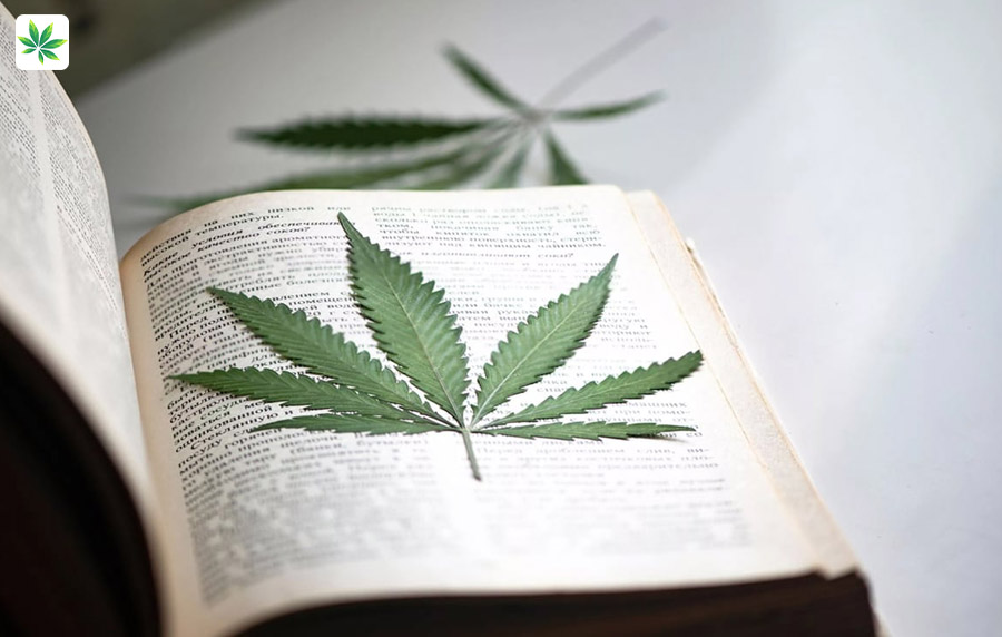 What Does The Bible Say About Weed_